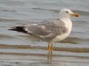 Yellow-legged Gull at Two Tree Island (Steve Arlow) (122630 bytes)